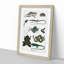 Various Reptiles XXXVI by Oliver Goldsmith - Picture Frame Painting Print-55605184-55605185