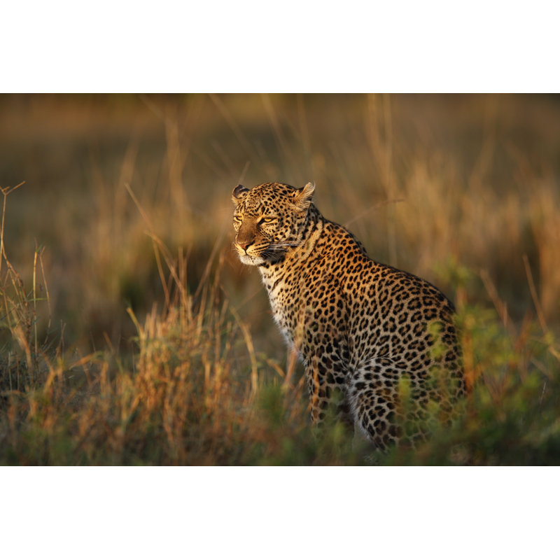 African Leopard by GP232 - No Frame Print on Canvas, 30cm H x 46cm W