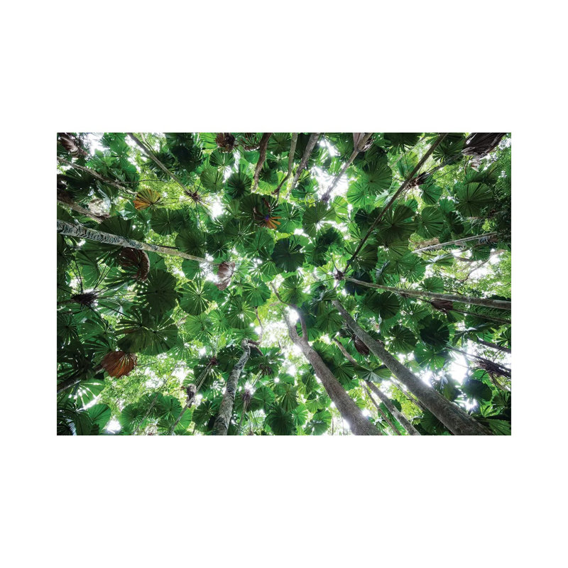 Licuala Fan Palm Canopy, Daintree National Park, Queensland, Australia 1 Piece Wrapped Canvas Wall Art
