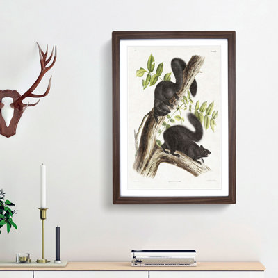 Black Squirrels by J.W. Audubon - Picture Frame Art Print