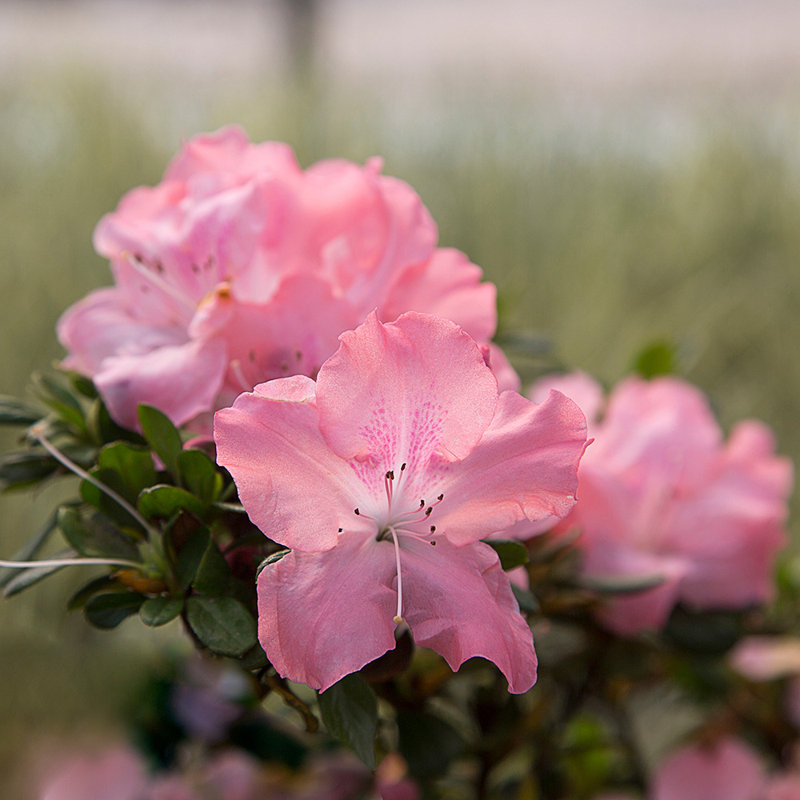 1 Gallon Autumn Debutante Encore Azalea - Reblooming Evergreen Shrub with Soft Pink Blooms