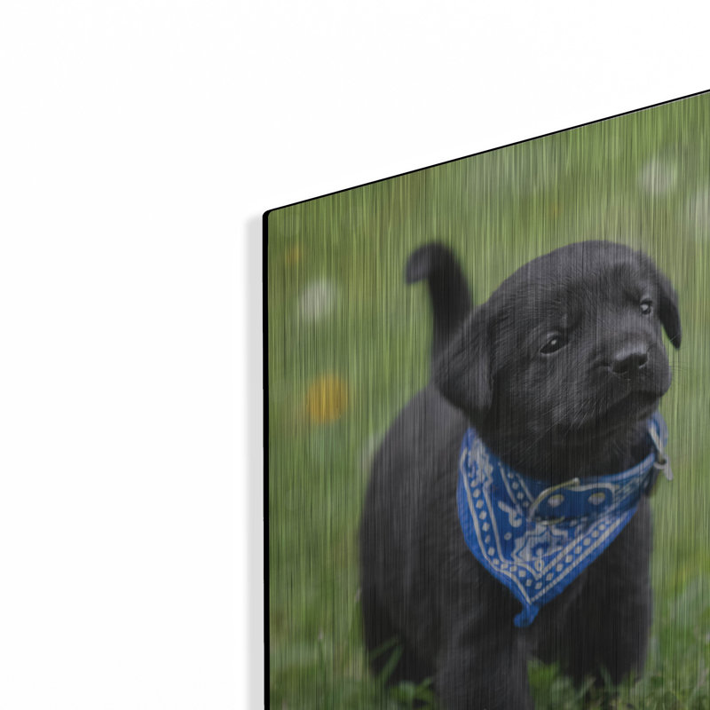 «Black Lab Pup 1» par Jonathan Ross, H 16 po x l 12 po