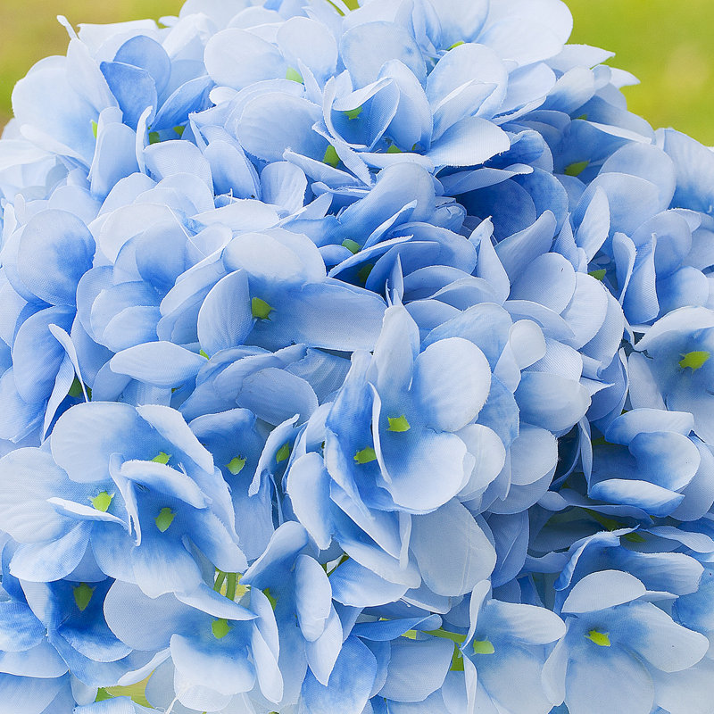 Vase d'hortensia, Bleu
