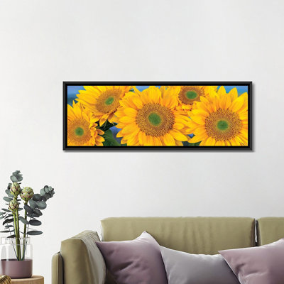 «Common Sunflower Group montrant des têtes de graines symétriques, Amérique du Nord I», reproduction de photo sur toile