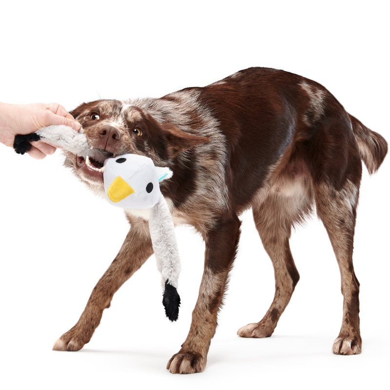 Best Of Bark Box Accessories