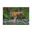 Impression d'art mural tigre chasse-732644865