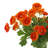 Ranunculus Arrangement in Jar
