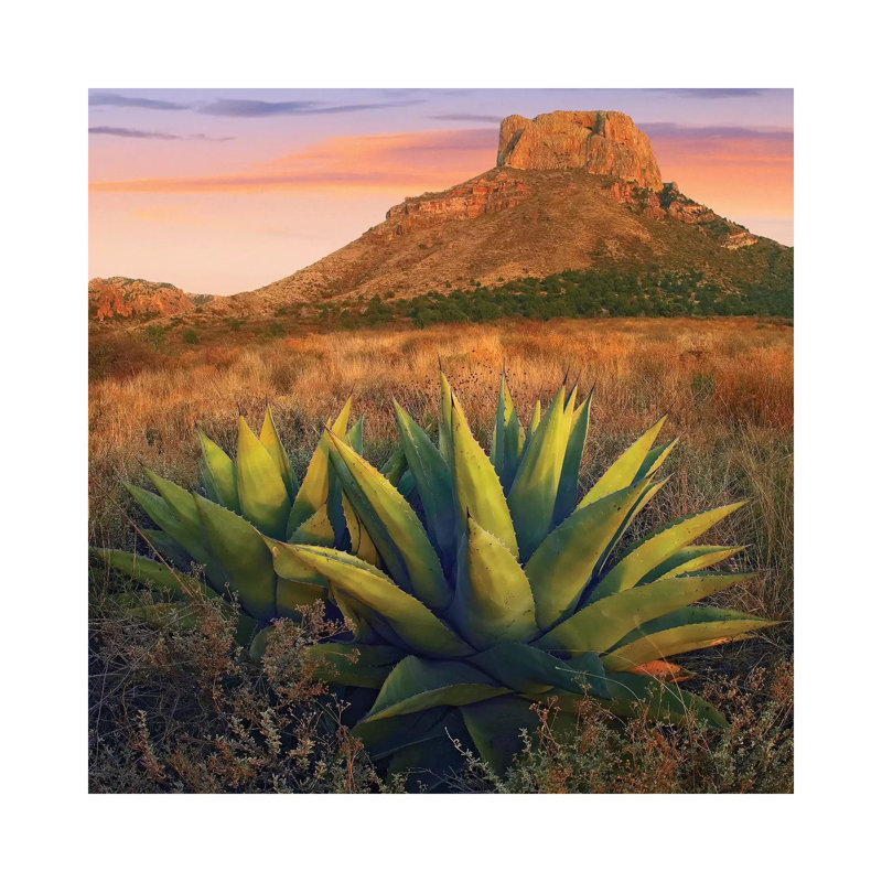 Casa Grande Butte With Agave In Foreground, Big Bend National Park, Texas by Tim Fitzharris - Wrapped Canvas Print