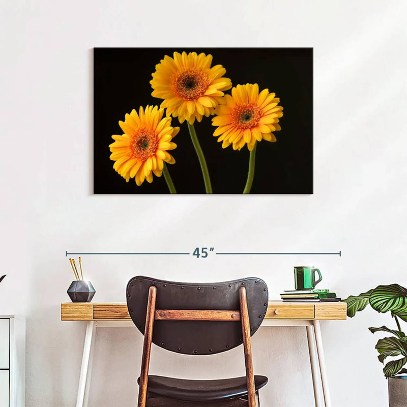 Trois marguerites Harnek sur fond sombre, H 24 po x l 36 po