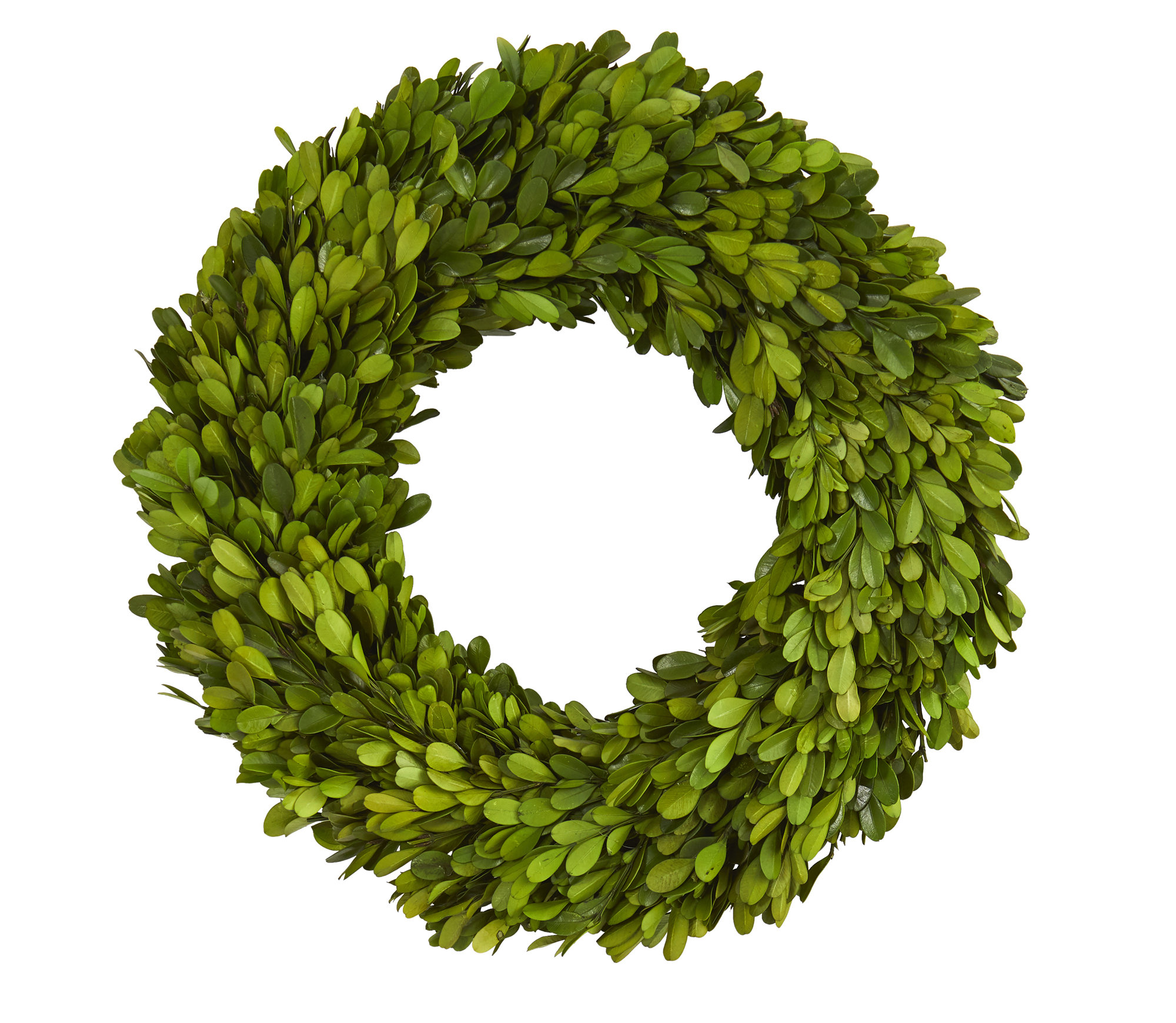 Preserved Boxwood Real Greenery Wreath - 14in.