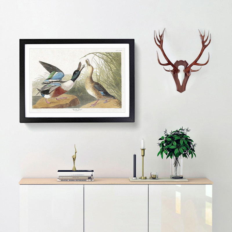 Shoveller Duck by John Audubon - Picture Frame Painting Print, Black Framed, 27cm H x 36cm W x 2cm D