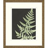Graphic Lewis Ferns 2 Print
