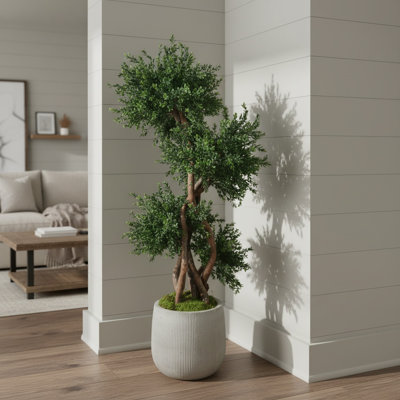 Boxwood Tree in Fiberstone Pot