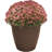 Daekwan Pot Planter-462797777-429344156