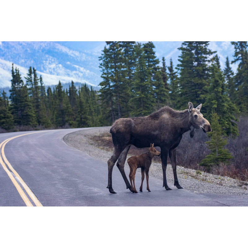 Ines  Mother And Baby Moose by Joe Sanzere - Wrapped Canvas Print, 61cm H x 91cm W x 3.8cm D