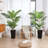Adcock 2 - Piece Artificial Palm Tree in Pot Set, Faux Plant-753541837
