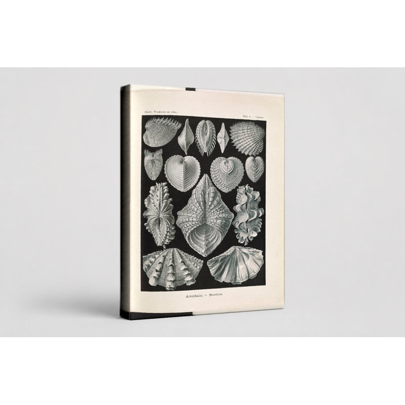 Acephala (Muscheln) - planche 35, Turribridge (1904) - art mural sur toile, 14" W x 11" H