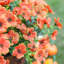 12 faisceaux en fausse soie orange à l'aspect de marguerite résistant aux rayons UV