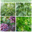 Trellis 1.2 H x 1.6 W