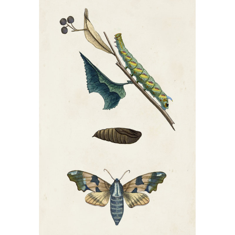 Caterpillar And Moth II - Wrapped Canvas Print, 76cm H x 51cm W