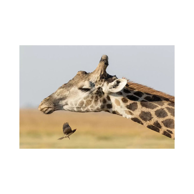 Africa, Botswana, Chobe National Park. Close-Up Of Giraffe Neck With Oxpecker Bird by Jaynes Gallery - Wrapped Canvas Print