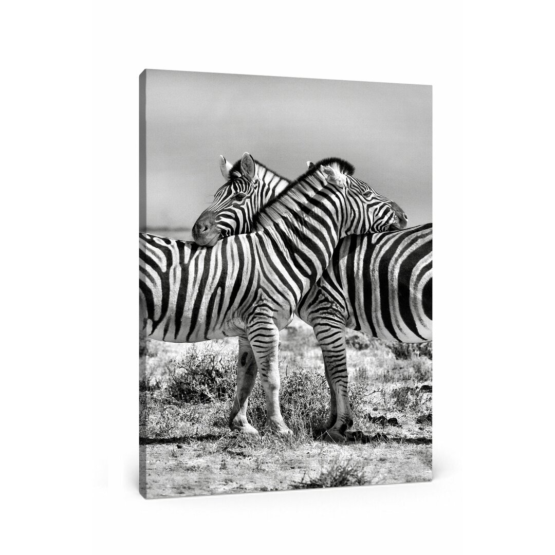 Leinwandbild Schmusende Zebras