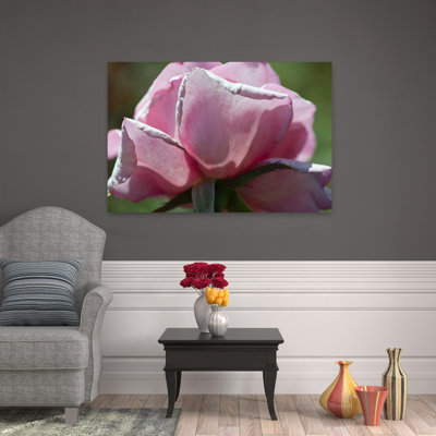 Gros plan d'une rose rose, Los Angeles, Californie, États-Unis, art contemporain de paysage floral abstrait