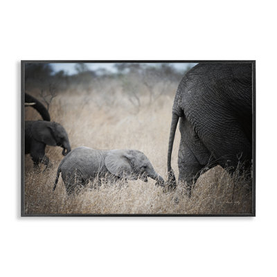  Baby Elephant Strolling Giclee Art by Sharon Vardy