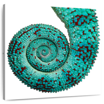 Queue de caméléon Crowle