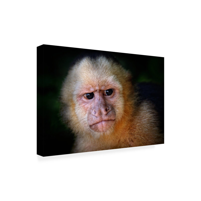 Art mural sur toile tendue - art mural «Capuchin Monkey» par Jimmy Hoffman pour le salon, la chambre à coucher ou le bureau - 30 x 47