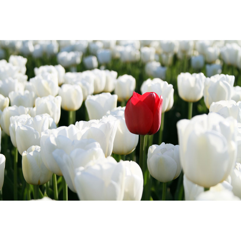 Single tulip, 20cm H x 30cm W