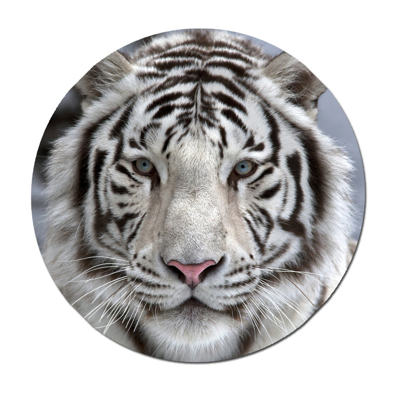 White Tiger Sighted Print, 24" H x 24" W x 1.5" D