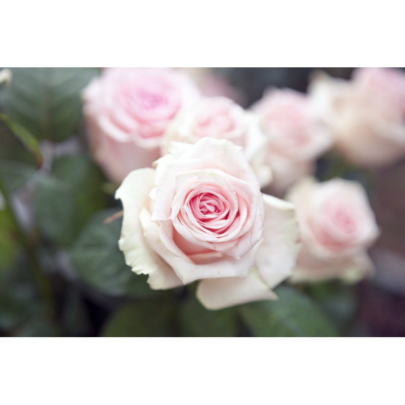 Fleur rose rose par Maica, H 12 po x l 18 po