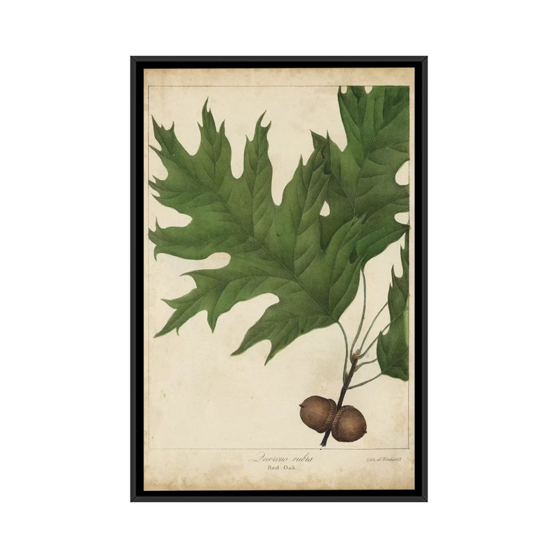 «Oak Leaves & Acorns II», impression sur toile, H 26 po x l 18 po x P 1,5 po, Toile avec cadre noir, Pas de tapis
