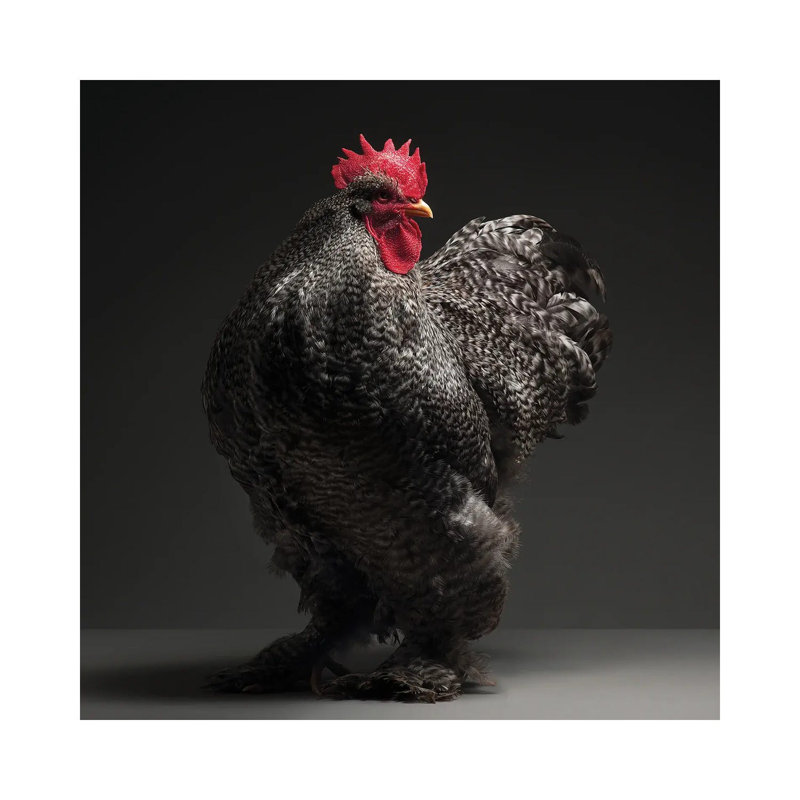 Cochin - Wrapped Canvas Print, 30.48 cm H x 30.48 cm W