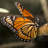 Monarch Butterfly by ElementalImaging - Wrapped Canvas Print-873729626