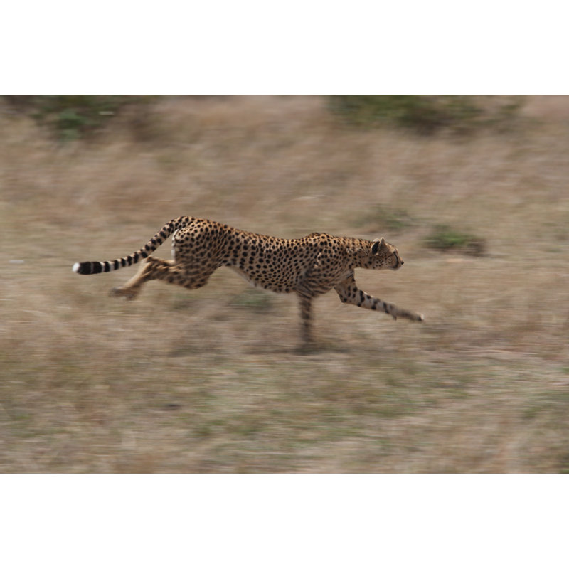 Hunting by GP232 - Wrapped Canvas Print, 20cm H x 30cm W
