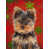 Yorkshire Terrier 3 sélectionné