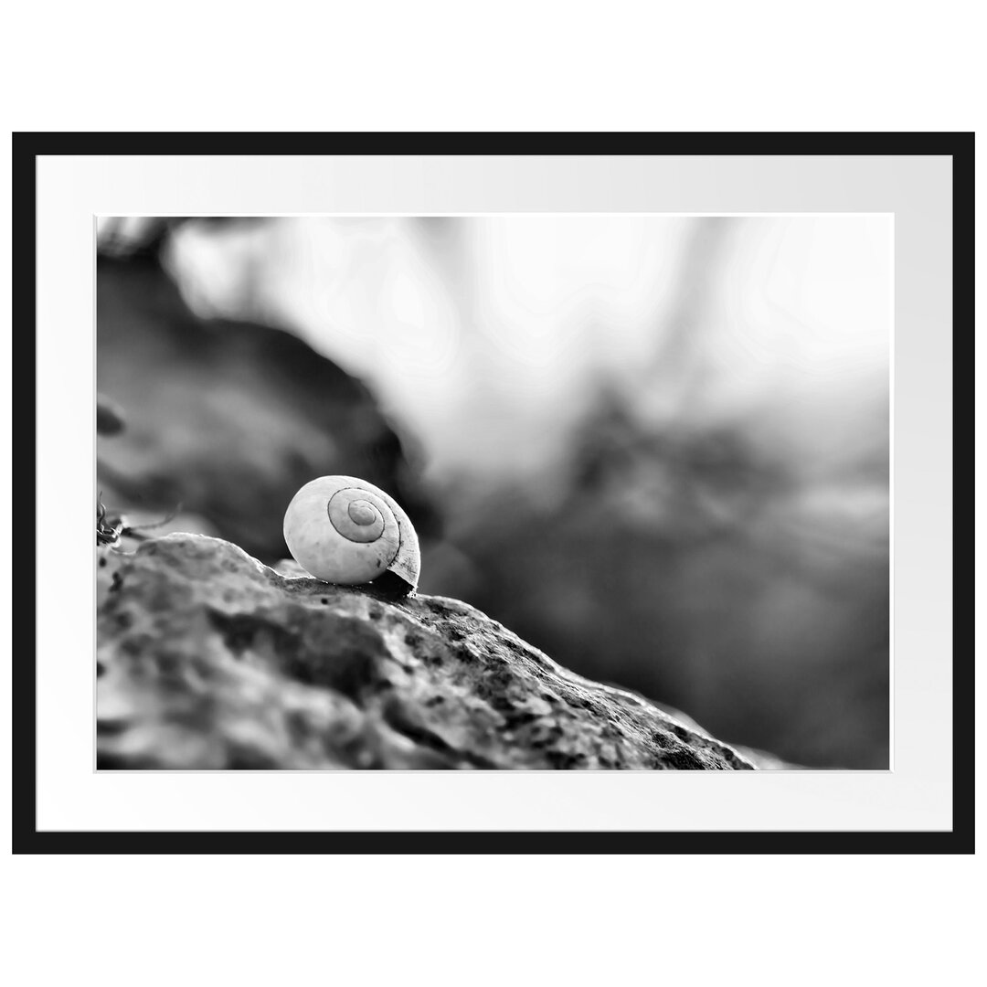 Gerahmtes Poster Kleine Schnecke auf Stein