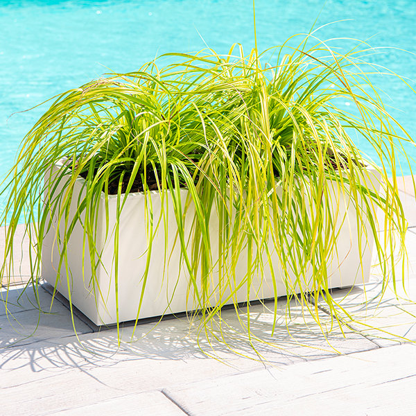 Pot à fleurs Millennium | Rectangle 31 po x 15 po x 15 po | Plastique léger et durable | Pot intérieur ou extérieur pour patio / porche | Comprend réserve d'eau et bouchon de drain | Pot pour plantes, fleurs, jardin