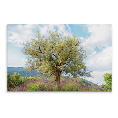 " Olive Tree And Lavender "