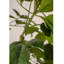 Simulation de plante verte Happiness Tree Living Room