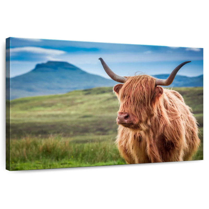 Brampt Furry Highland Cow, 34" H x 51" W