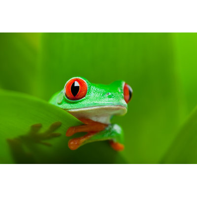 «Frog in a Plant» par Alptraum - photographie sur toile tendue