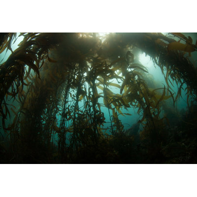 " Kelp Forest " by Velvetfish