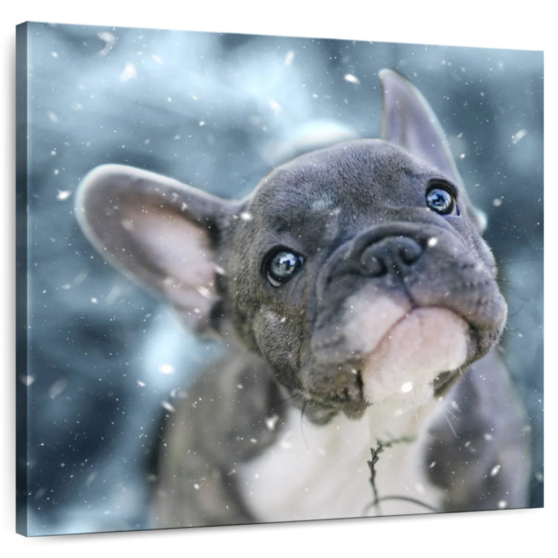 Chiot bouledogue français Brampt