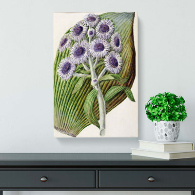 Antarctic Daisy Flowers by Sarah Featon - Wrapped Canvas Painting