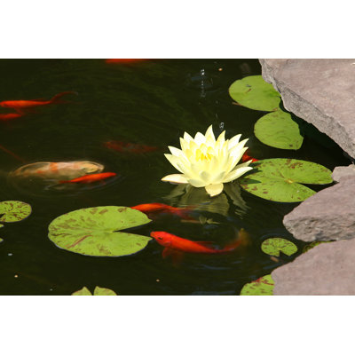 Koi and Lily by Cjmckendry