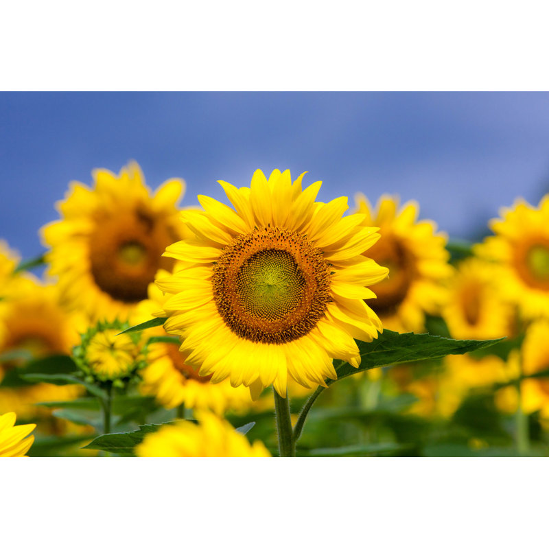 Louca Sunflowers In A Field - Wrapped Canvas Print, 30cm H x 46cm W x 3.8cm D