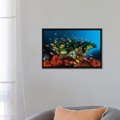 «Reef Scene with Anthias Fish, Cebu, Philippines», impression sur toile